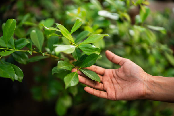 How Our Tree Care Process Works  in  Dayton, VA